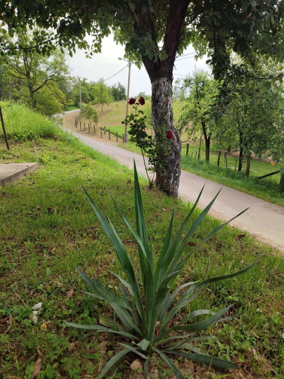 Apartman-Vikendica Mihajlovic บันยาลูกา ภายนอก รูปภาพ